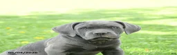 Cane Corso dogs for sale: Sterling - Ad 3