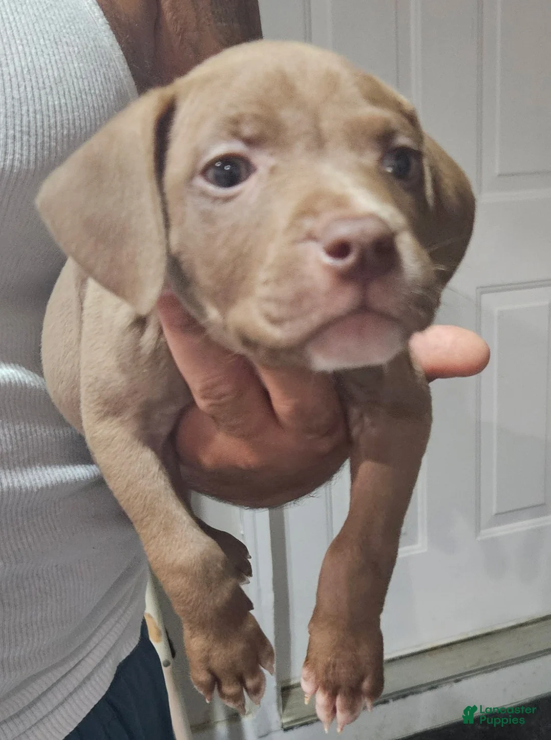 American Staffordshire Terrier dogs for sale: American Staffordshire Terrier 3 chocolate with white  - Ad 1