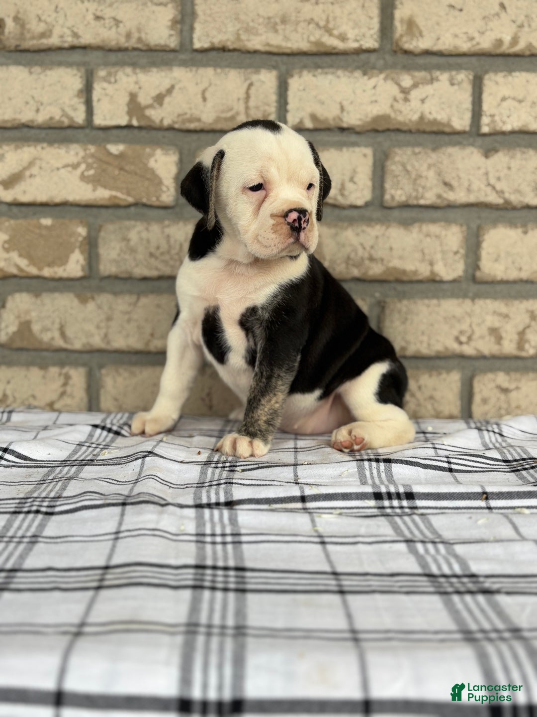 American Bulldog Beabull Puppies Adoption Bulldog American Bully