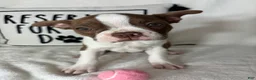 Boston Terrier dogs for sale: Bonnie - Ad 2