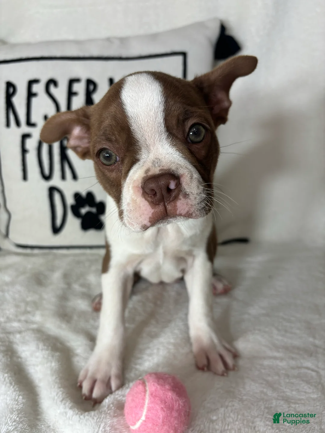 Boston Terrier dogs for sale: Bonnie - Ad 2