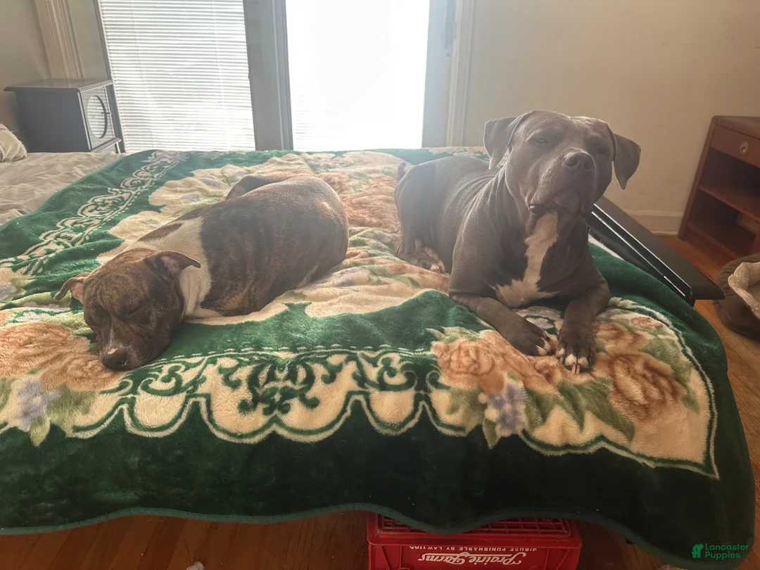 Mixed Breed dogs for sale: Half & Half  - Ad 12