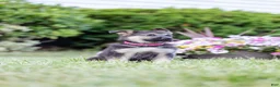 German Shepherd dogs for sale: Princess - Ad 6