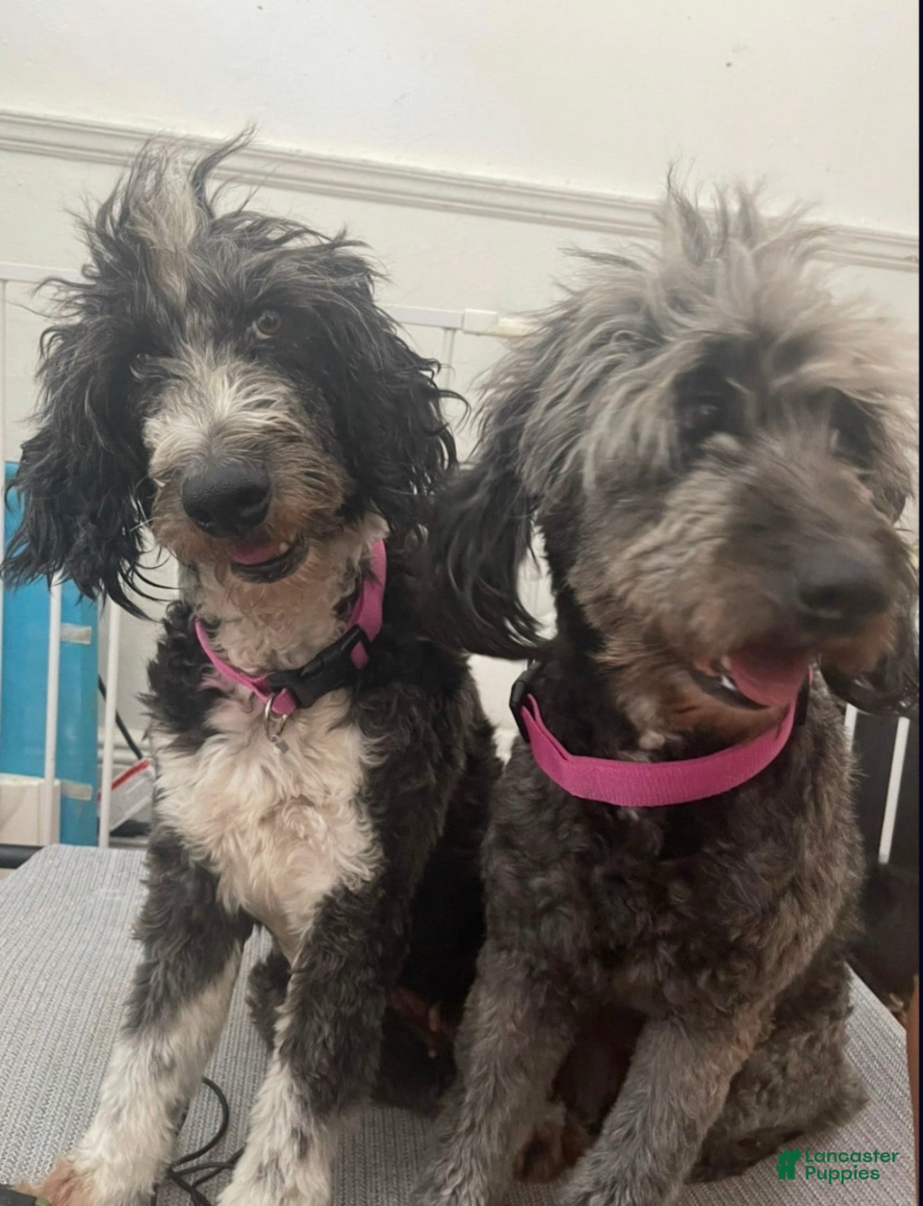 Aussiedoodle dogs Andera  Anna - Ad 1