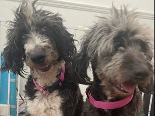 Aussiedoodle dogs Andera Anna - Ad 18