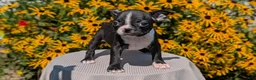 Boston Terrier dogs for sale: Tulip - Ad 4