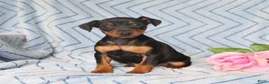 Peanut 