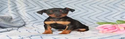 Miniature Pinscher dogs for sale: Peanut  - Ad 1