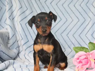 Miniature Pinscher dogs for sale: Peanut - Ad 3
