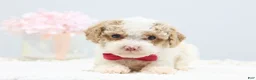 Toy Poodle dogs for sale: Barbie - Ad 3