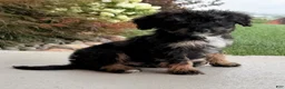 Bernedoodle dogs for sale: Remi - Ad 4