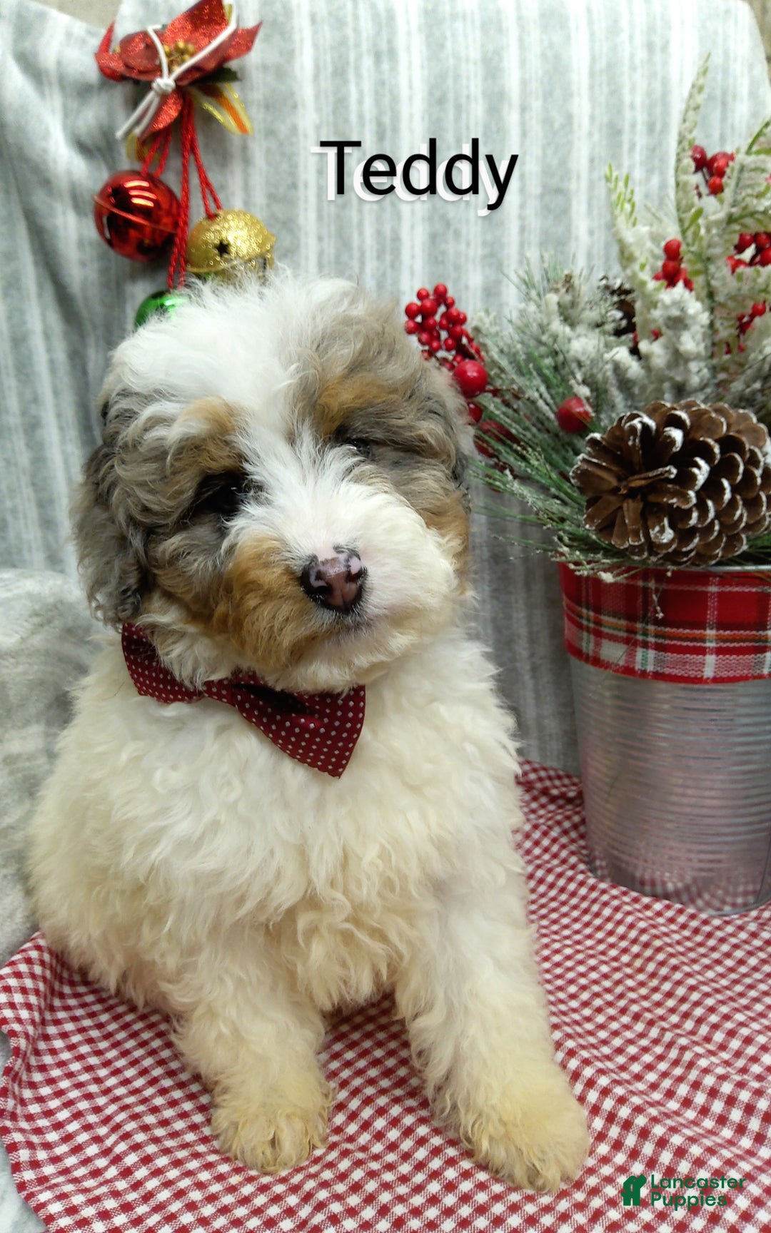 Mini Bernedoodle dogs for sale:  Sadie  - Ad 12