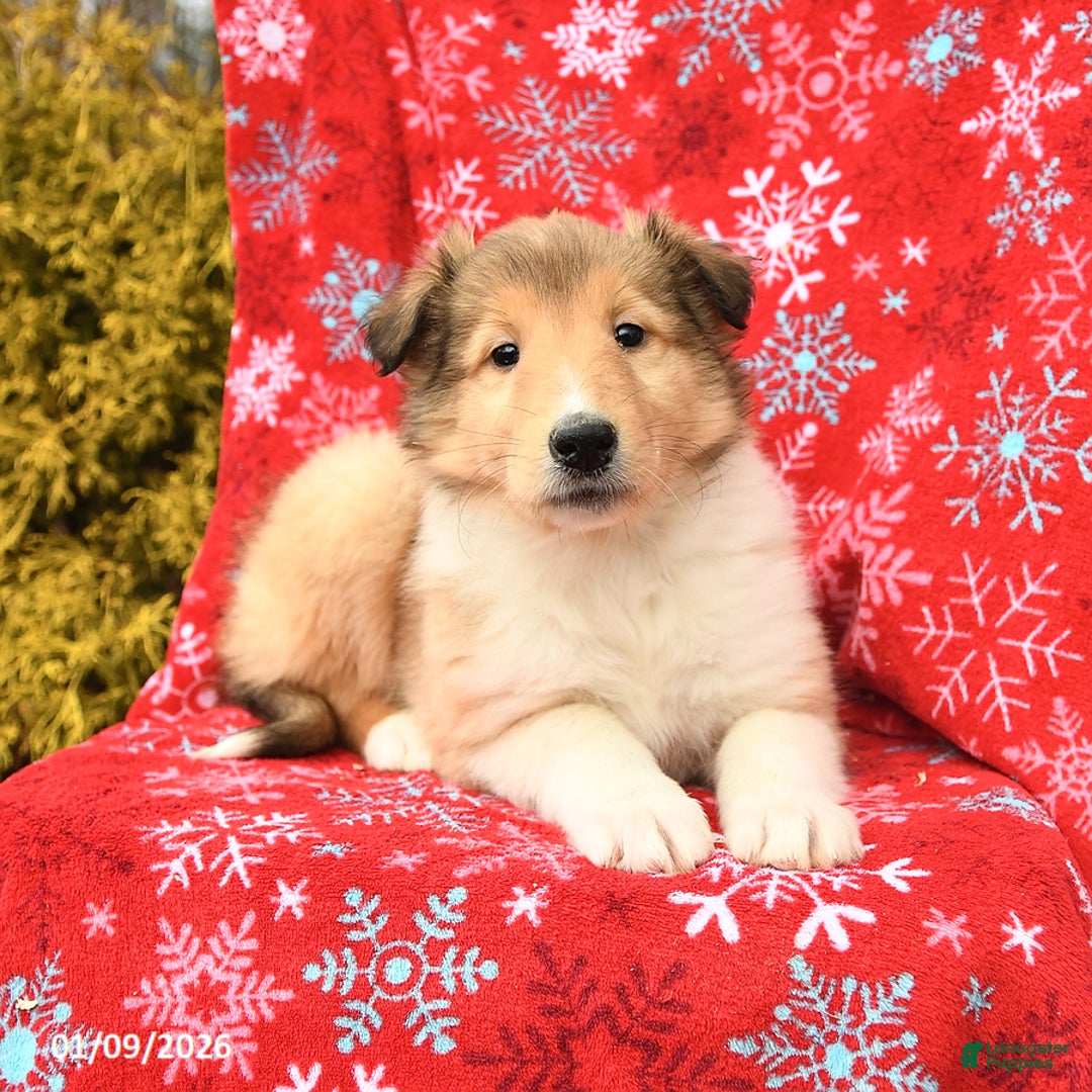 Collie dogs for sale: Indiana - Ad 2