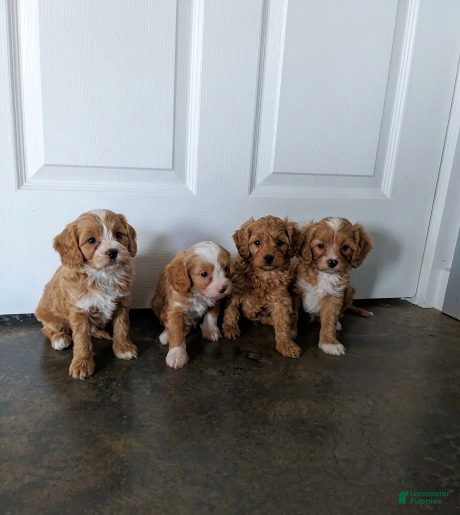 Cavapoo dogs Cavapoo Boy 1 - Ad 2