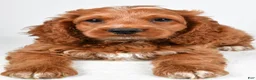 Cockapoo dogs for sale: Griffin - Ad 7