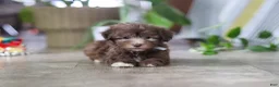 Havanese dogs for sale: Benji - Ad 4