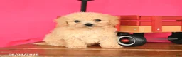 Toy Poodle dogs for sale: Theo - Ad 3