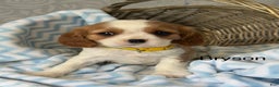 Cavalier King Charles Spaniel dogs for sale: Bryson - Ad 1