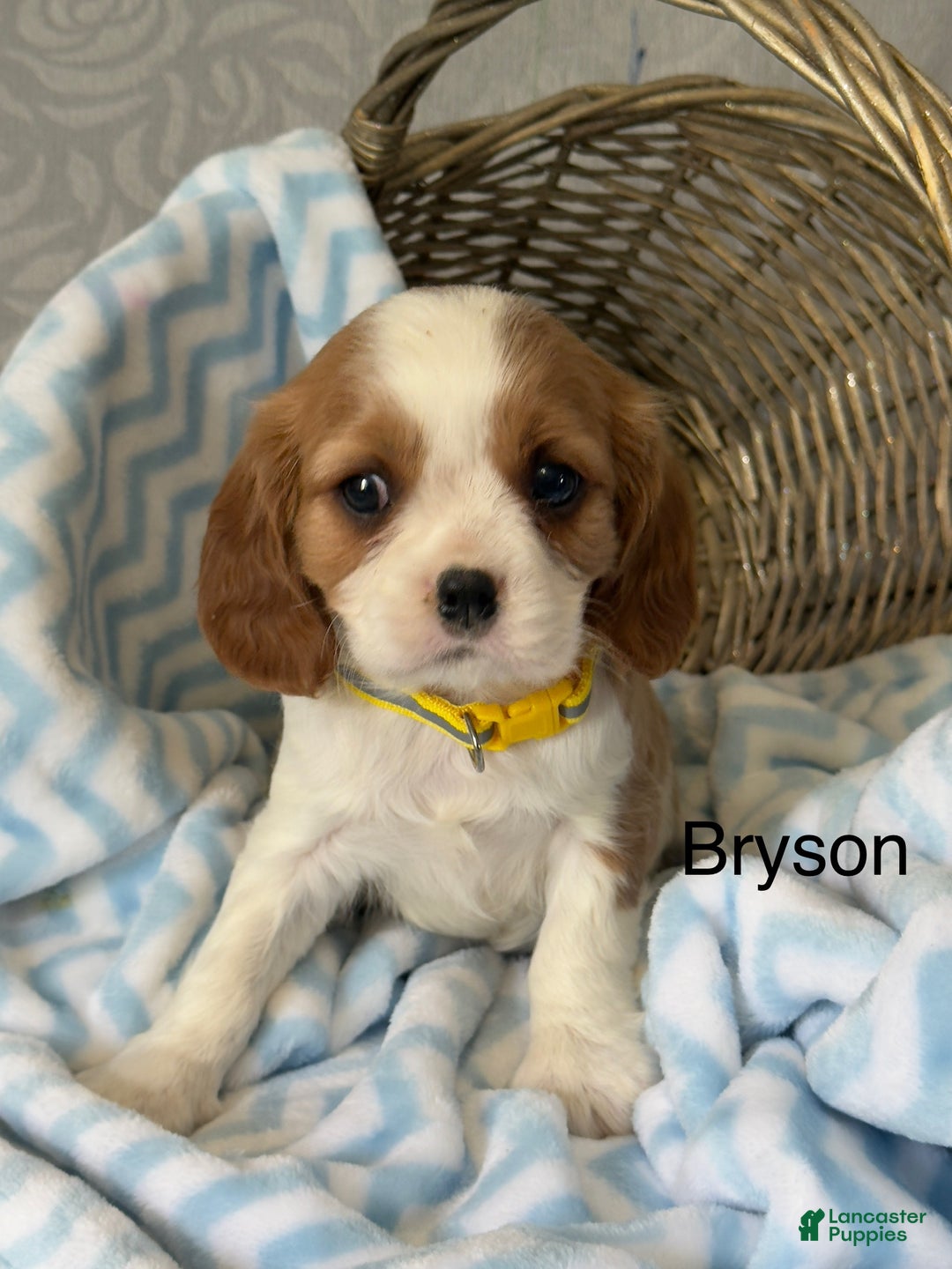 Cavalier King Charles Spaniel dogs for sale: Bryson - Ad 1