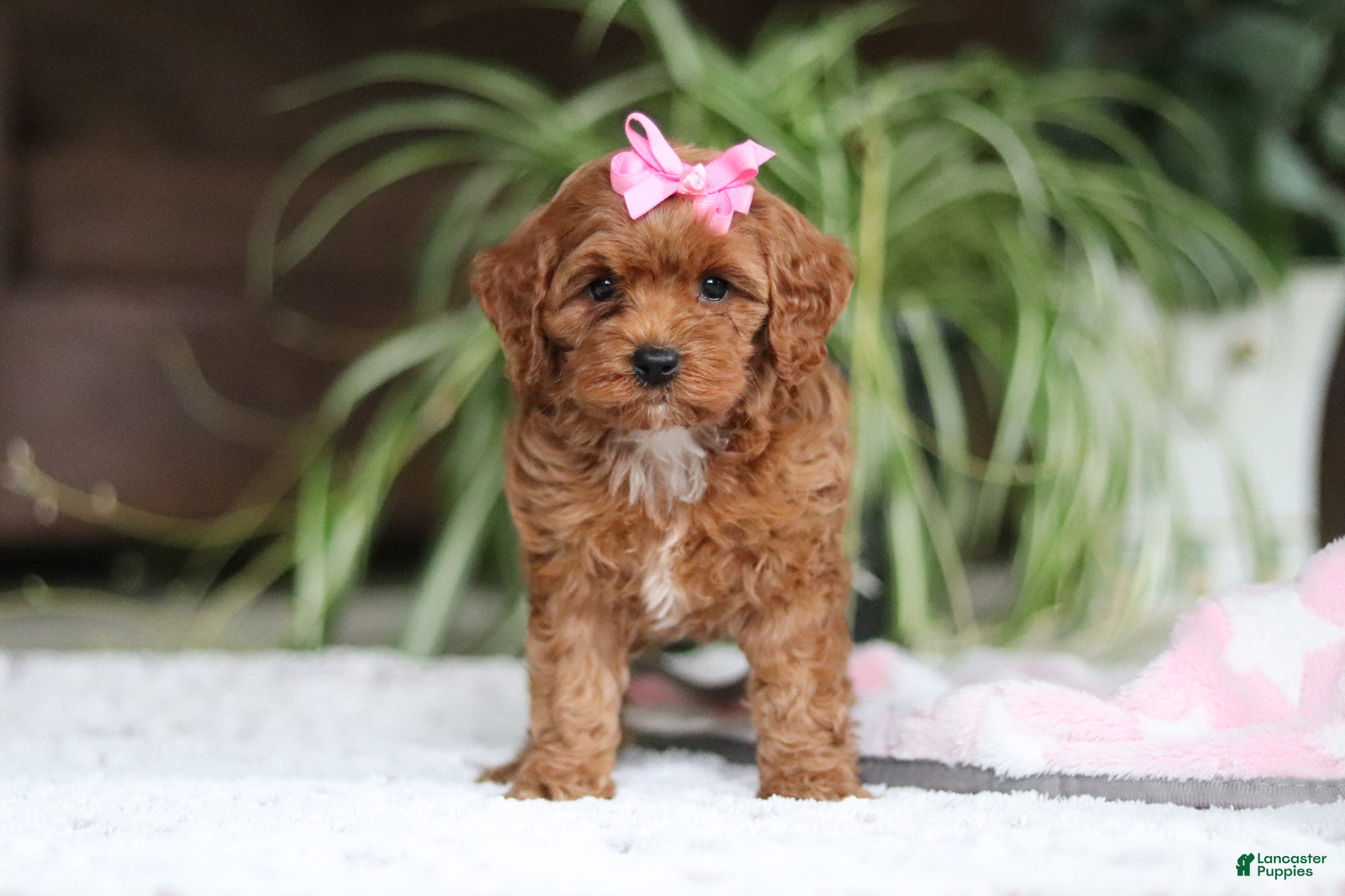 Cavapoo dogs Myla - Ad 1