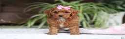 Cavapoo dogs for sale: Myla - Ad 1