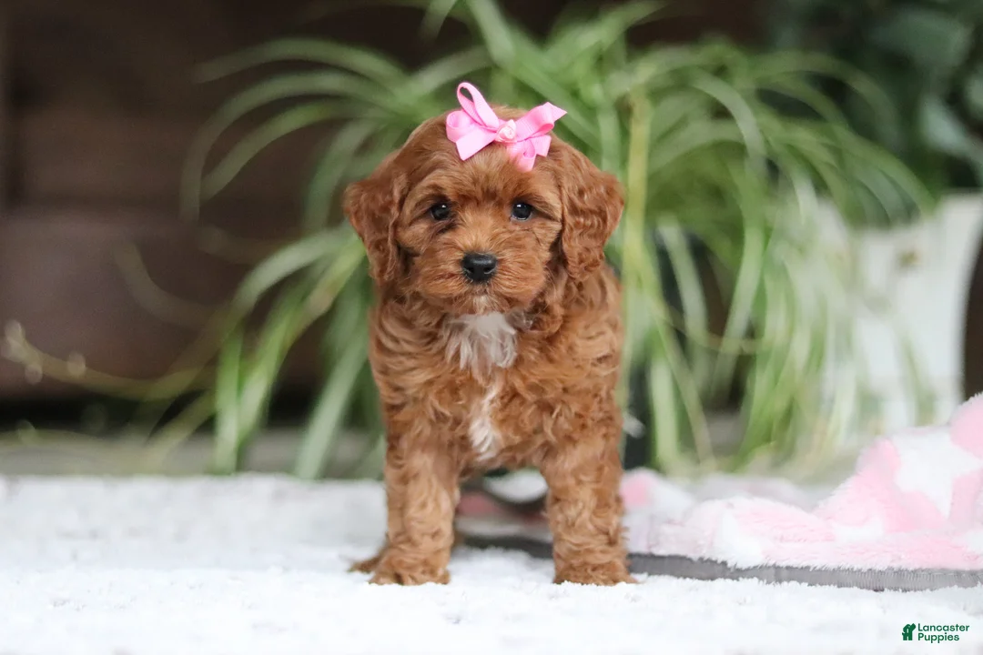 Cavapoo dogs for sale: Myla - Ad 1