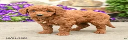 Mini Goldendoodle dogs for sale: Timmy - Ad 3