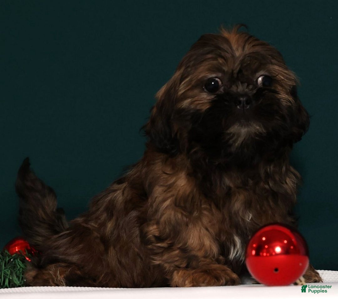 Teddy Bear dogs for sale: Cookie - Ad 6