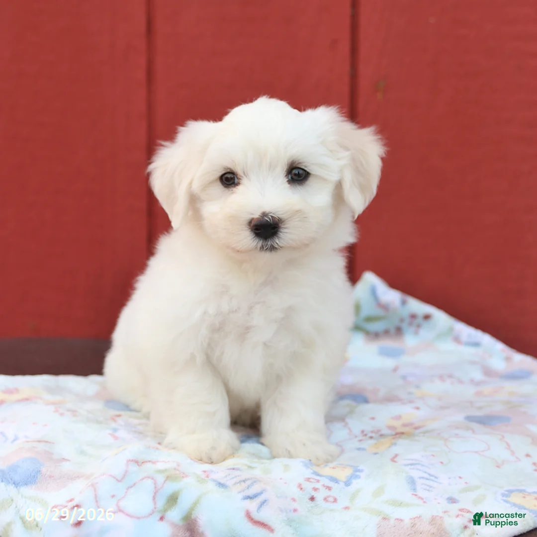 Maltese dogs for sale: Nelson - Ad 2