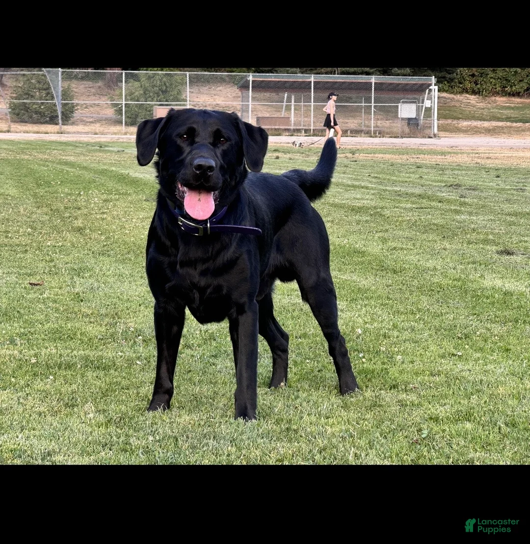 Labrador Retriever dogs for sale: Labrador Retriever Puppy 9 - Ad 3