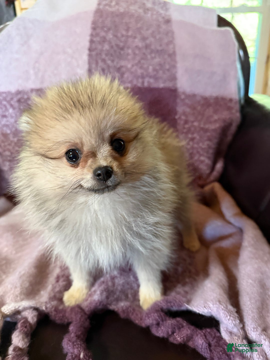 Pomeranian dogs for sale: Benji was his name~o - Ad 15