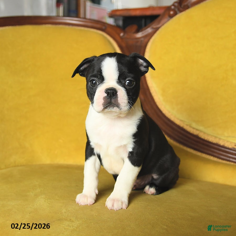 Boston Terrier dogs Smiley - Ad 1