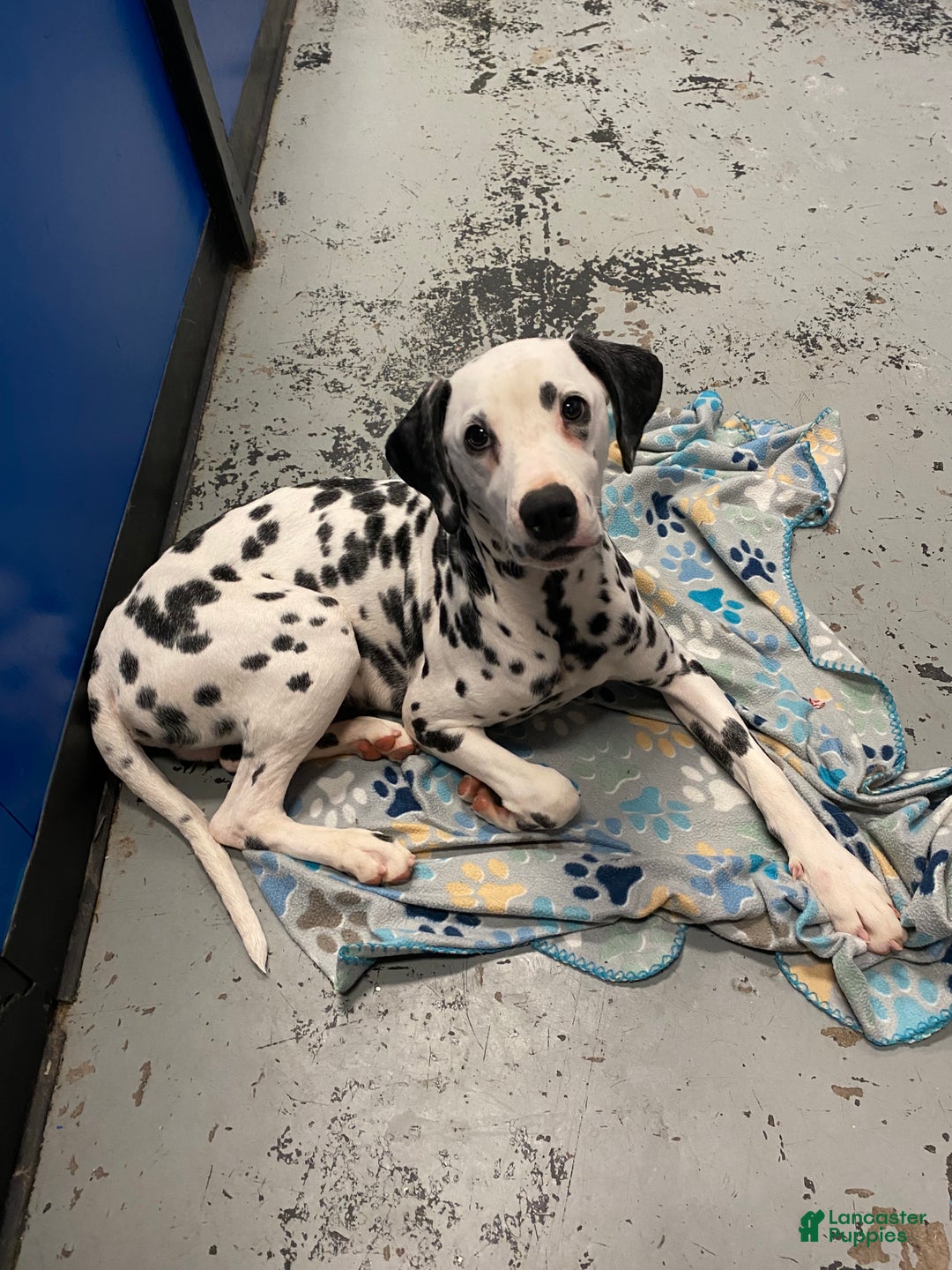 Dalmatian dogs for sale: Dalmatian Puppy 1 - Ad 4