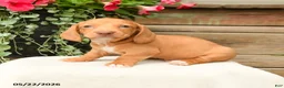 Dachshund dogs for sale: Alasdair - Ad 1