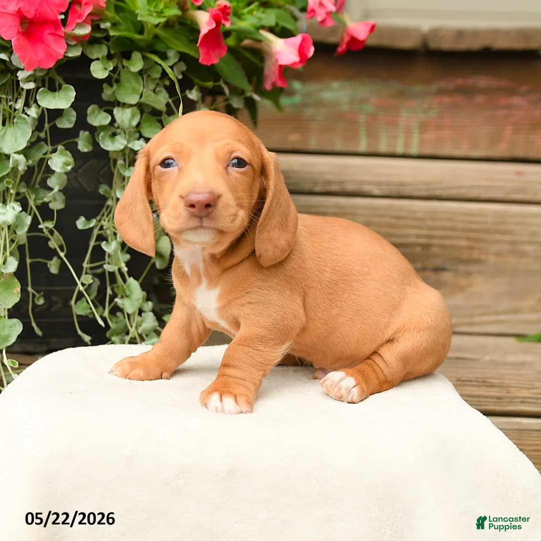 Dachshund dogs for sale: Alasdair - Ad 1
