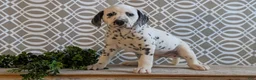 Dalmatian dogs for sale: Alex - Ad 6