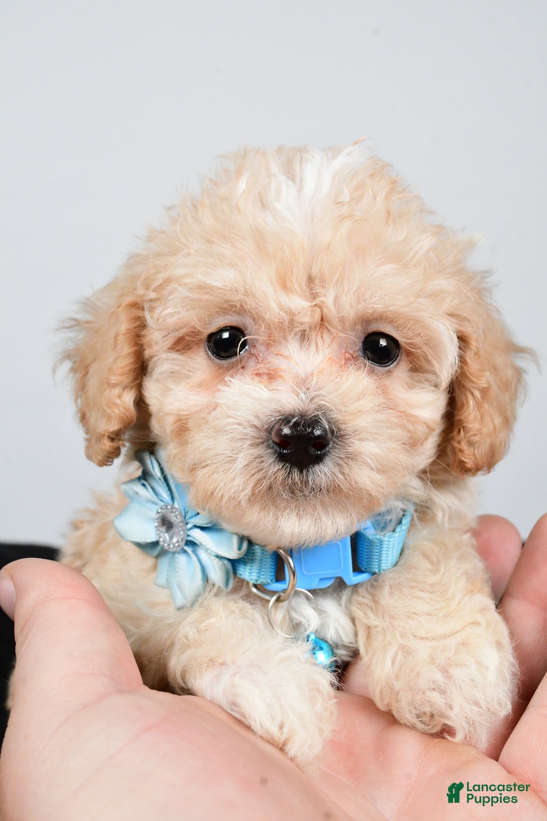Maltipoo dogs for sale: Carter - Ad 9