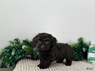 Mixed Breed dogs Crystal - Ad 16