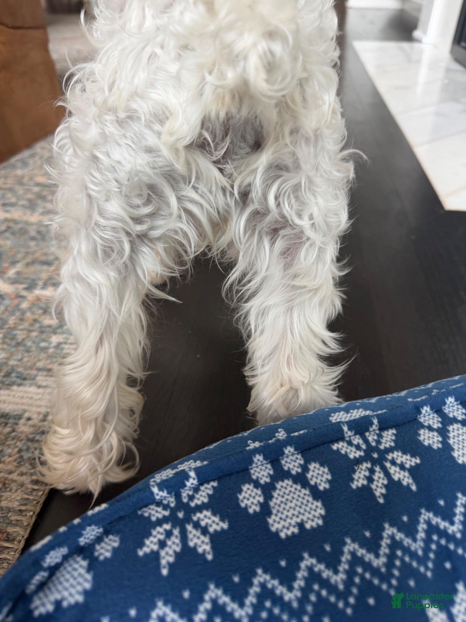 Miniature Schnauzer dogs Eddy  - Ad 2
