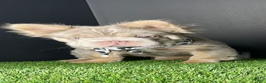 Female 3