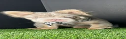French Bulldog dogs for sale: Female 3 - Ad 1
