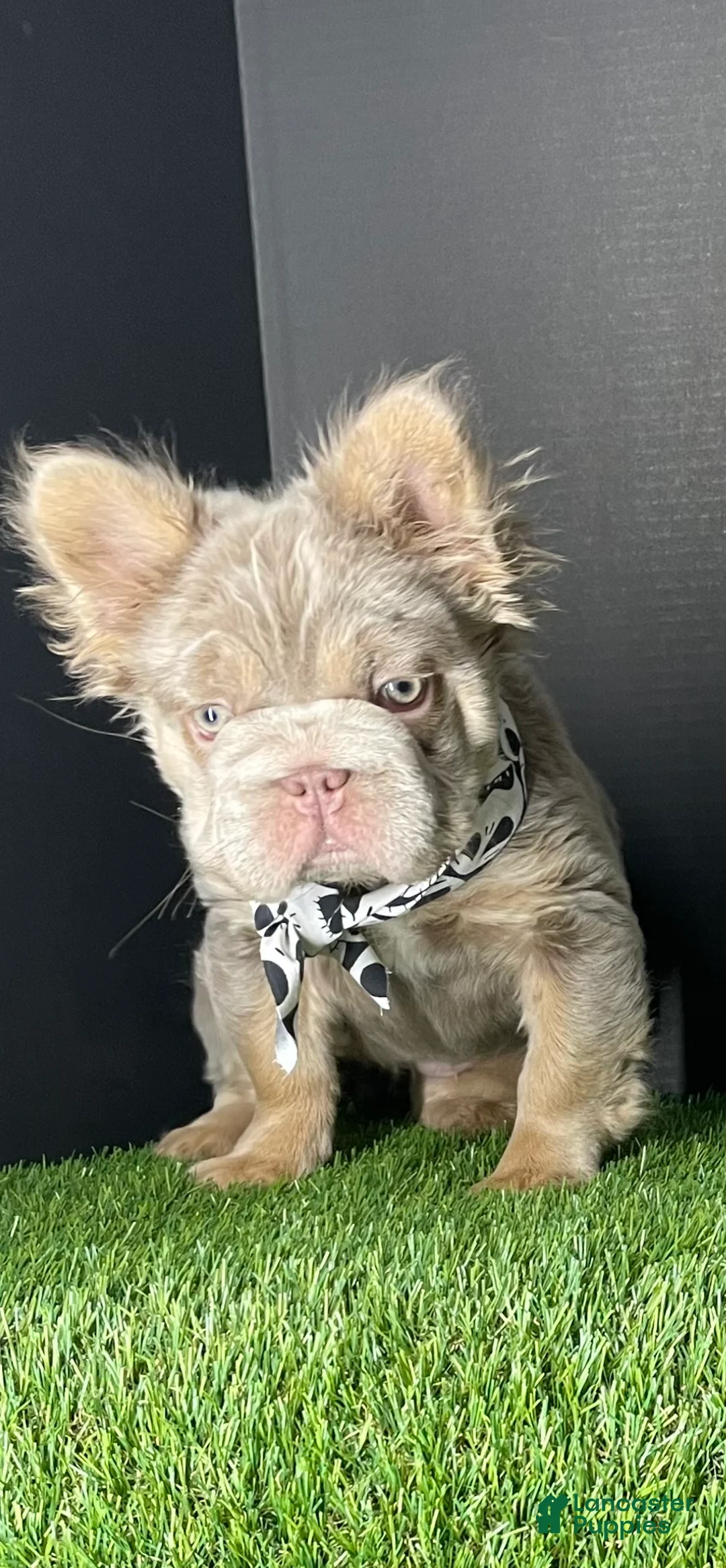 French Bulldog dogs for sale: Female 3 - Ad 1