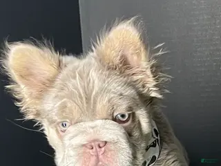 French Bulldog dogs Female 3 - Ad 30