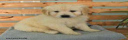 Golden Retriever dogs for sale: Kipper - Ad 2