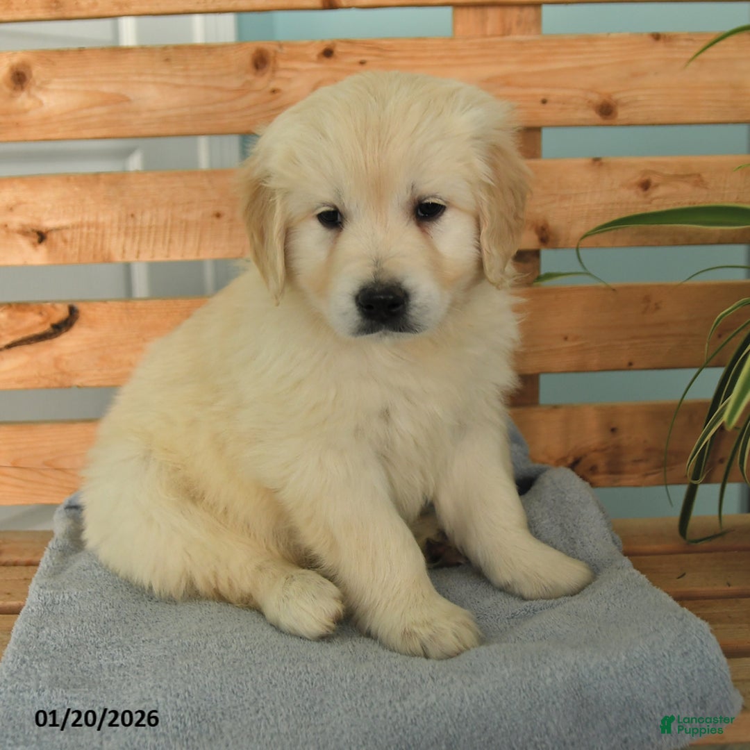 Golden Retriever dogs for sale: Kipper - Ad 2