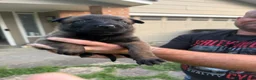 Belgian Malinois dogs for sale: Belgian Malinois 2 - Ad 2