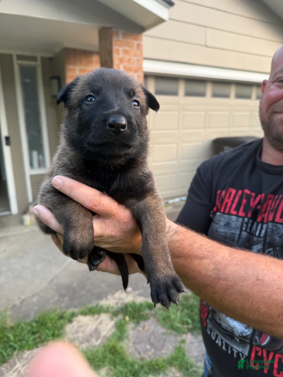 Belgian Malinois dogs for sale: Belgian Malinois 2 - Ad 2