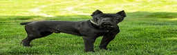 Cane Corso dogs for sale: Toby - Ad 7