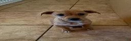 Mixed Breed dogs for sale: Mixed Breed 1 - Ad 3