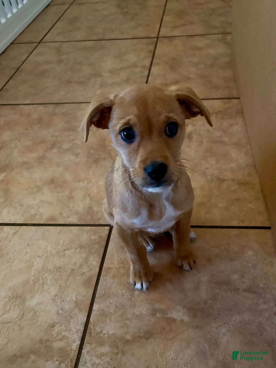 Mixed Breed dogs for sale: Mixed Breed 1 - Ad 3